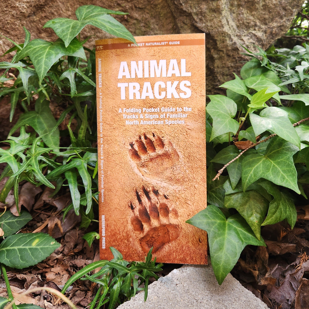 Pocket Naturalist Guide