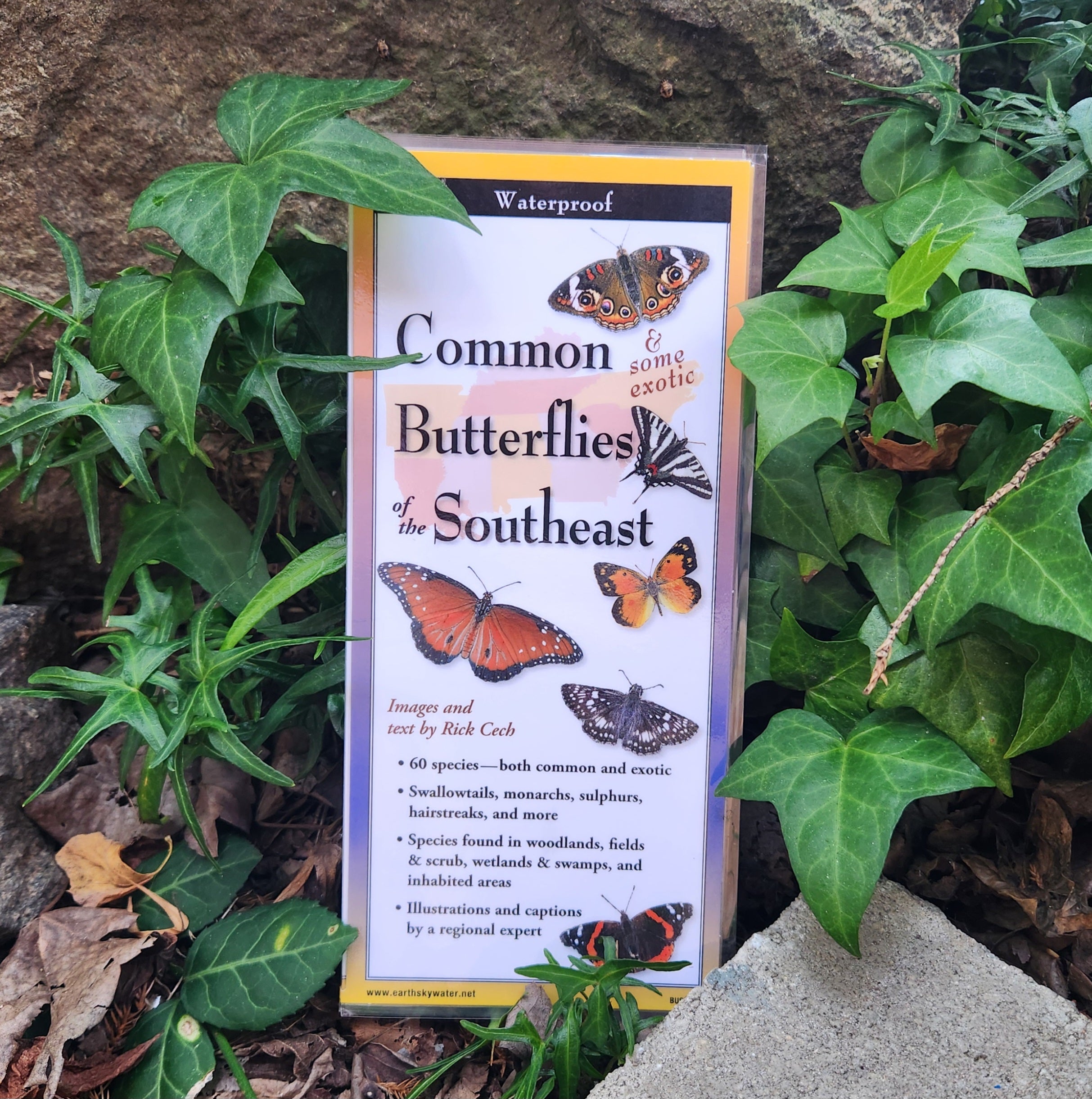 Common Butterflies of the Southeast Pocket Guide