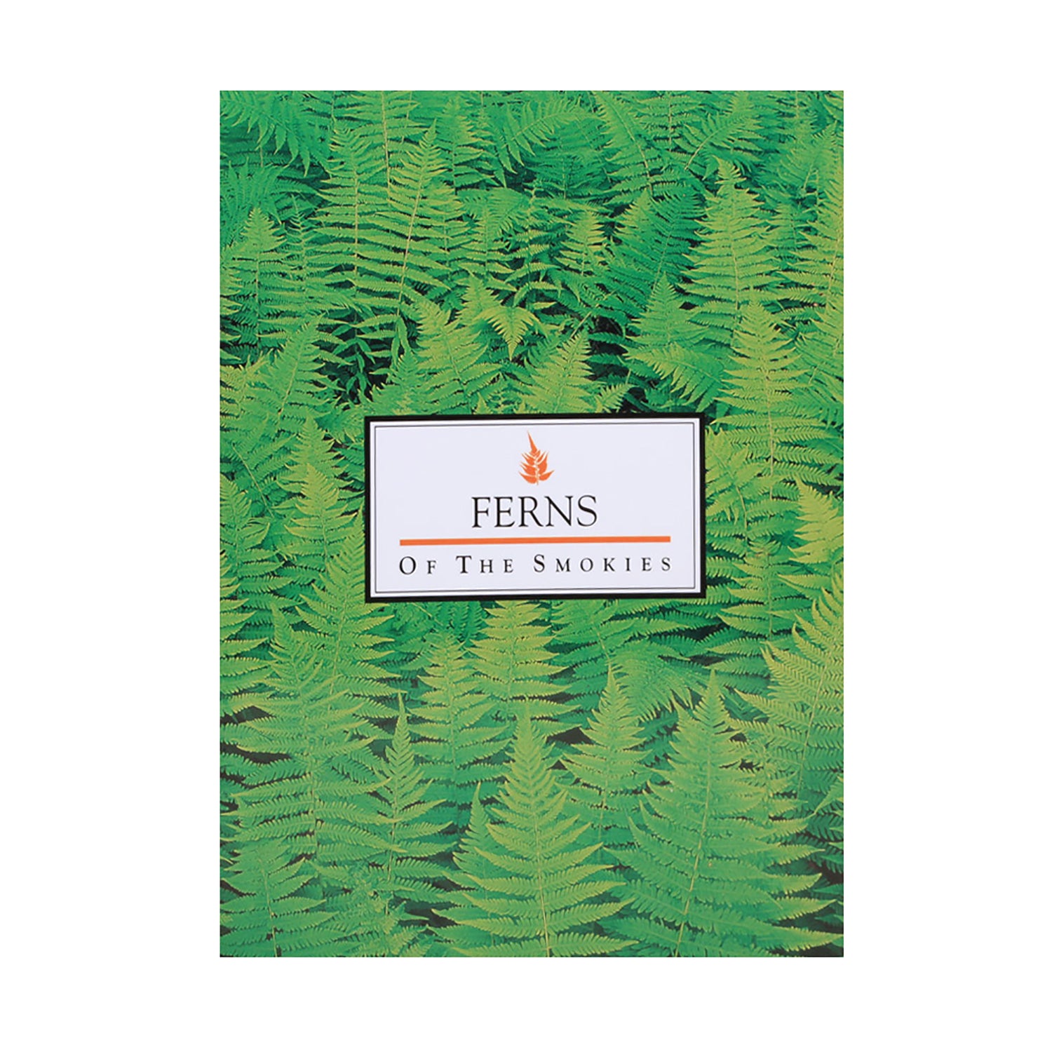 Ferns of the Smokies