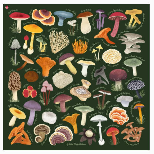 Field Guide Bandana of Appalachian Mushrooms