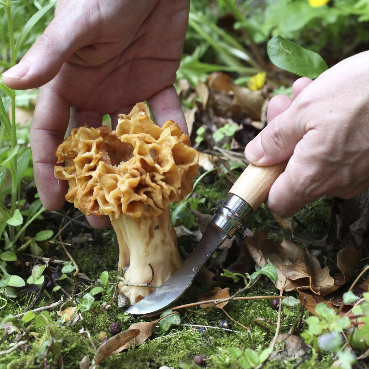 Opinel No.08 Mushroom Knife