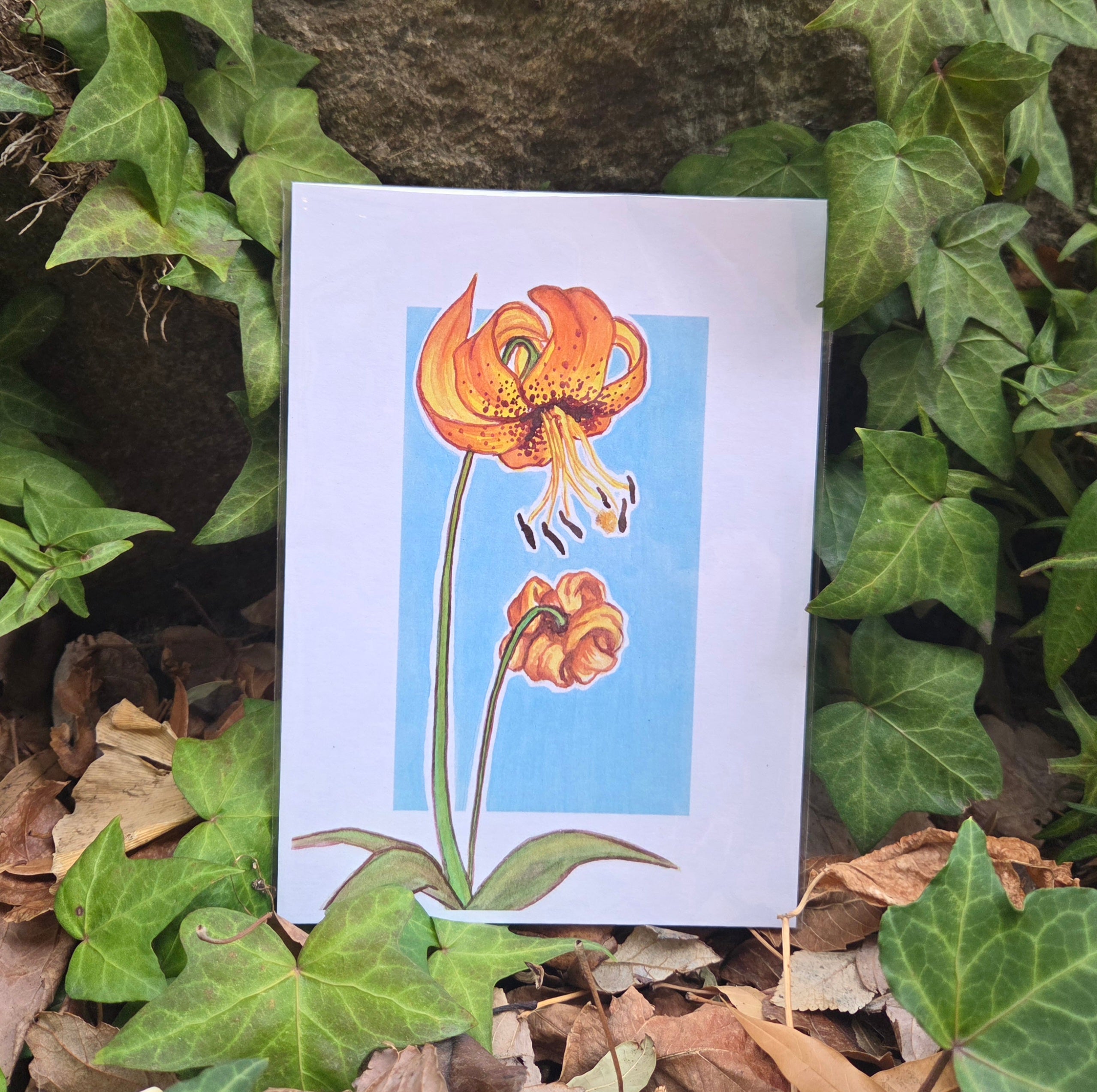 Summer Wildflowers of North Carolina Postcards