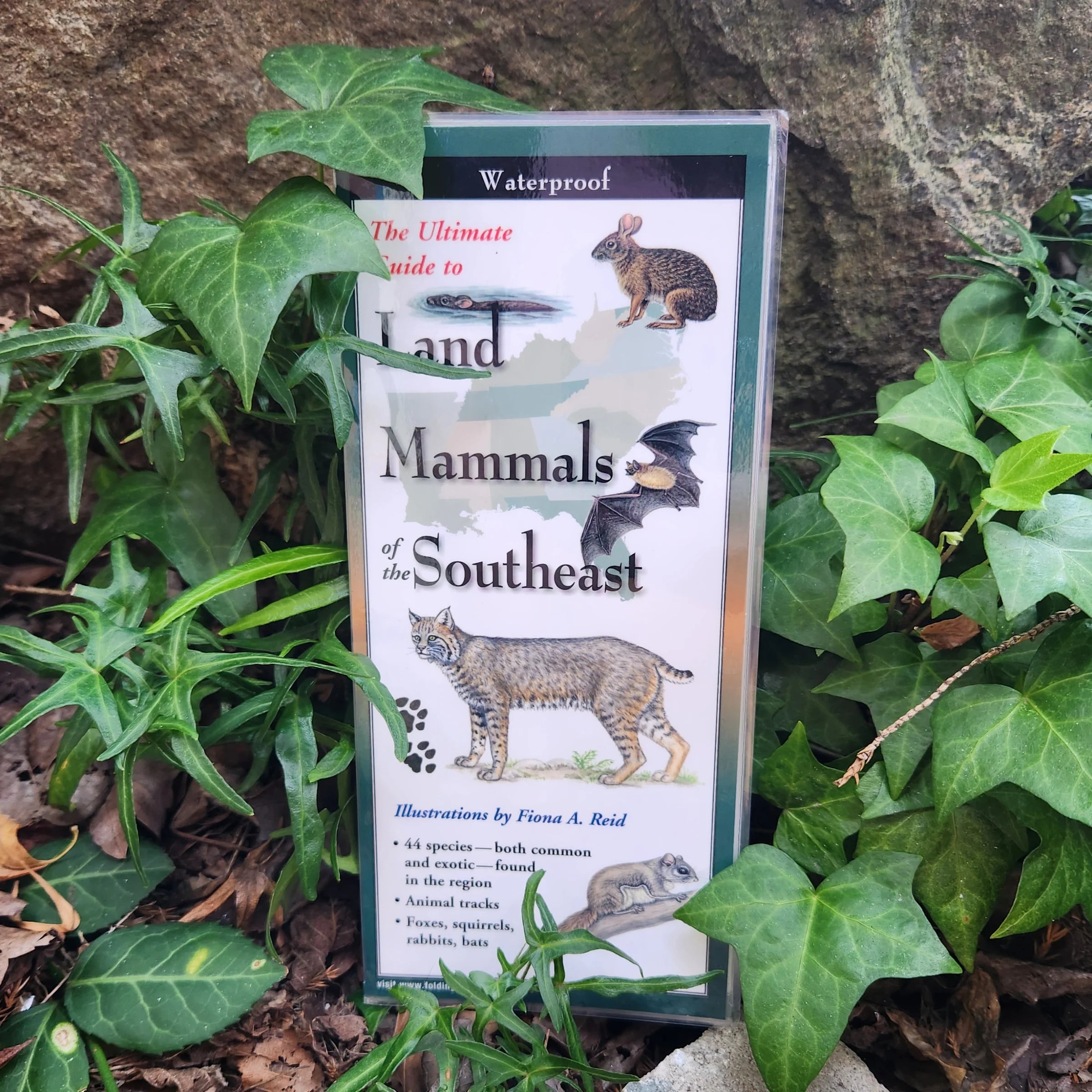 Land Mammals of the Southeast Pocket Guide