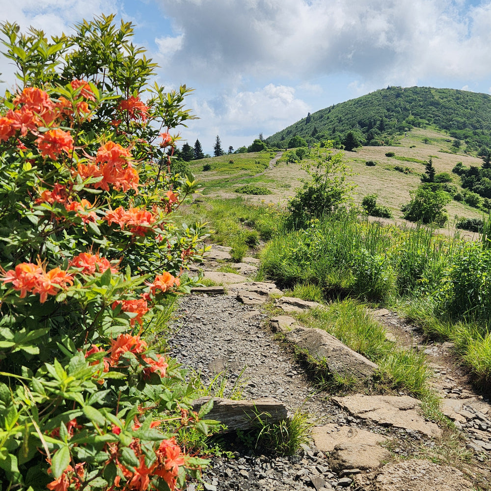 Private Coaching: 1 Hour Video Session